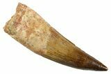 Real Spinosaurus Tooth - Huge With Awesome Preservation #380925-1